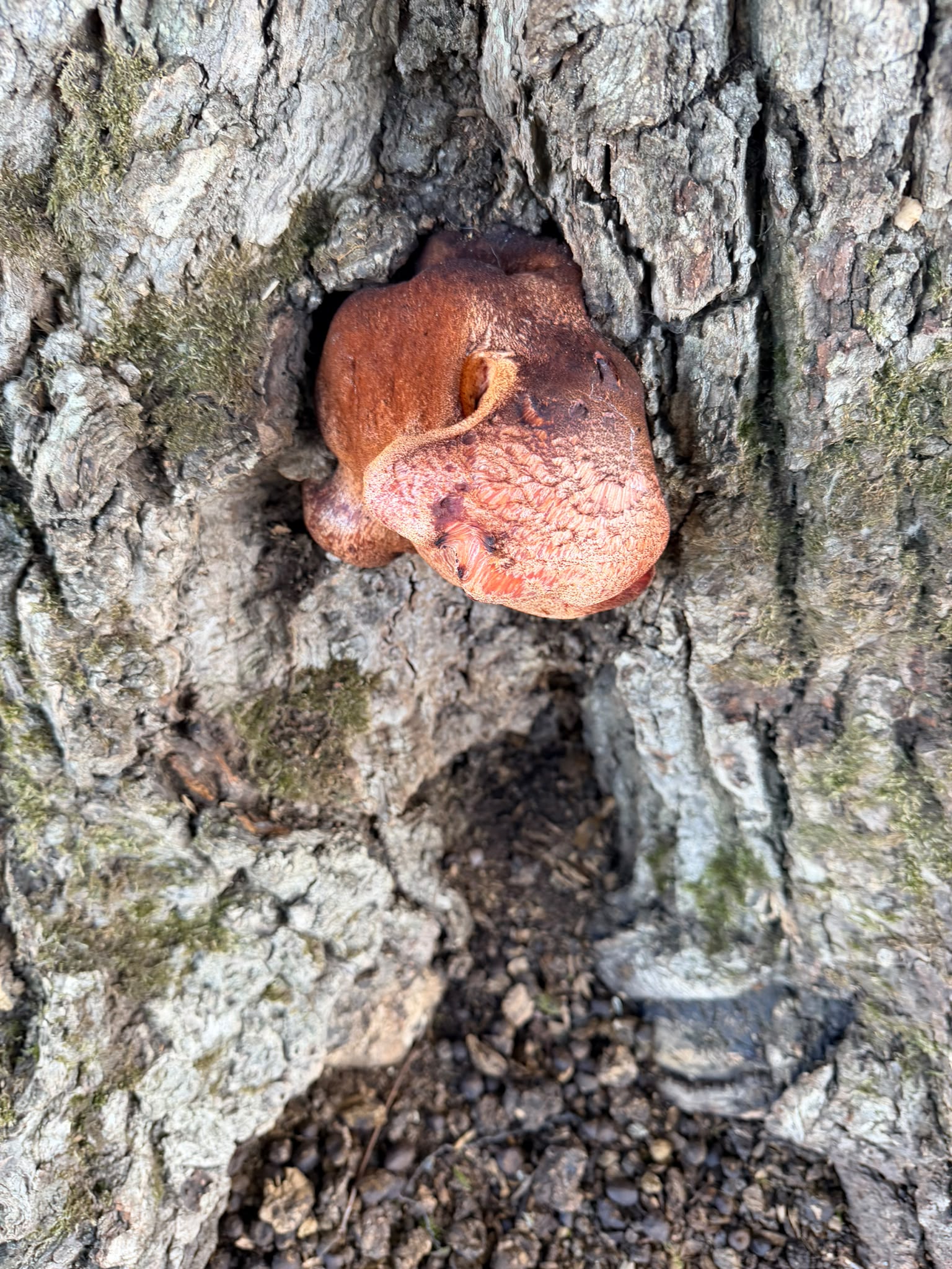 Trace Beefsteak fungus