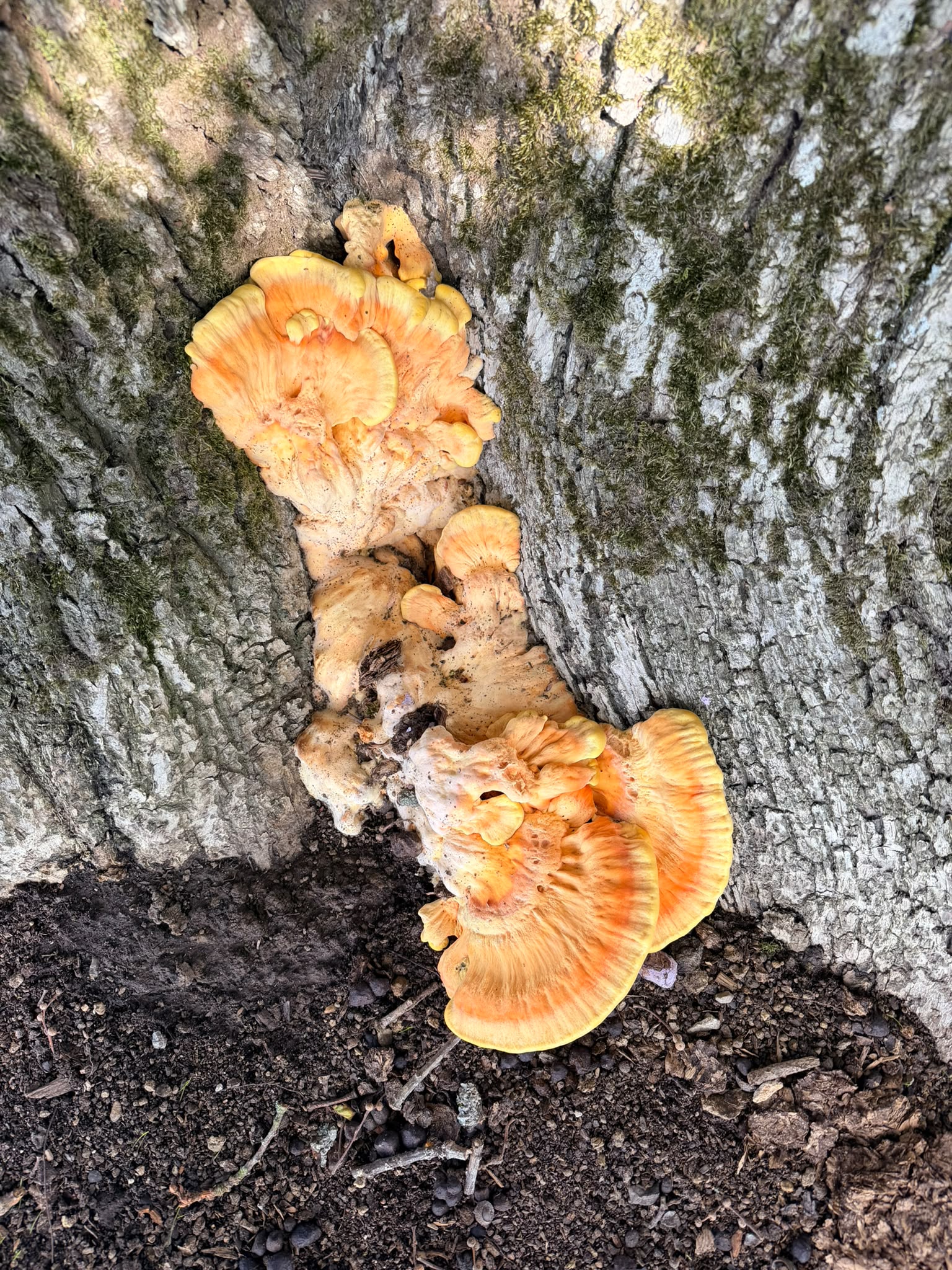 Trace Chicken of the Woods